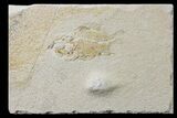 Cretaceous Fossil Fish (Stichocentrus) - Lebanon #162733-1